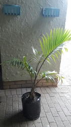 Bottle Palm 20L