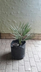 Chamaerops var Cerifera