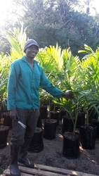 Christmas Palm 20L