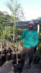 Cocos Palm 20L