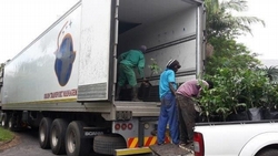 Delivery of Palm Trees