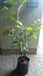 Fishtail Palm 20L