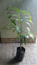 Foxtail Palm 20L