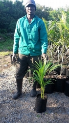 Golden Cane Palm 5L
