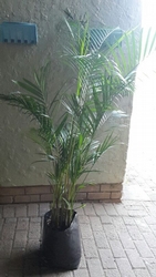 Golden Cane Palm 20L