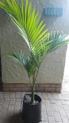 King Palm 20L