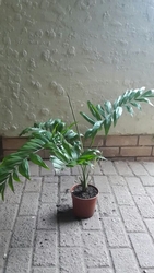 Love Palm in 14cm pot