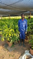 Raphis Excelsa Palm in 20L pots
