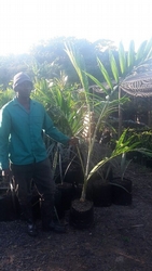 Solitaire Palm
