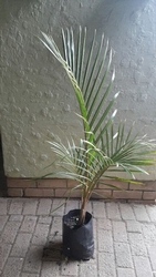Spindle Palm