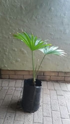 Trachycarpus Latisectus