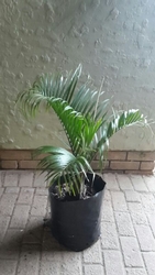 Triangle Palm