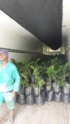 Unloading a delivery of Palms